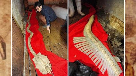 real dragon bones found.